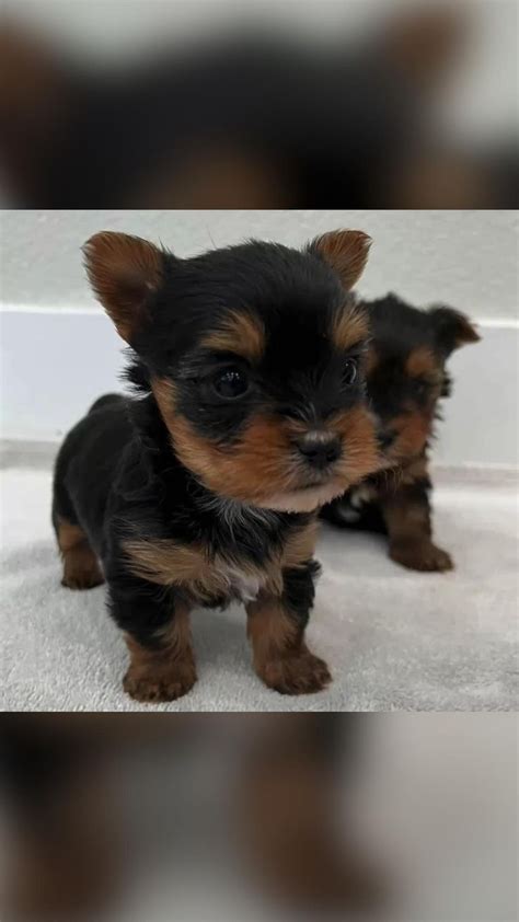 Cute Male And Female Yorkie Puppies Available Biewer Yorkie Yorkie