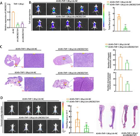 Linc00273 Knockdown Inhibits Luad Tumor Metastasis In Vivo A The