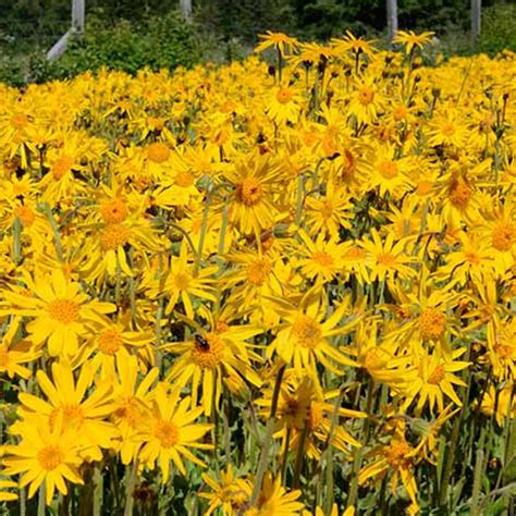 20 European Arnica Seeds Packaged In A Paper Seed Envelope