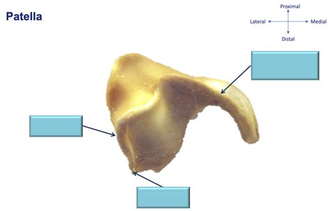 Equine Patella Diagram Quizlet