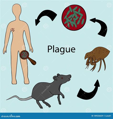 Le Plan De L Infection Par La Bact Rie De Peste Homme De Puce De Rat