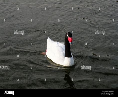 Black necked swan, Bicentennial Park, Santiago, Chile Stock Photo - Alamy