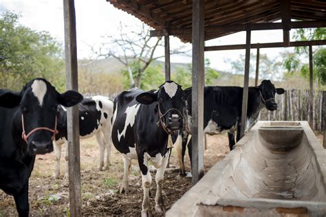 Rebanho Bovino E Produtividade De Leite Crescem No Cear Governo Do