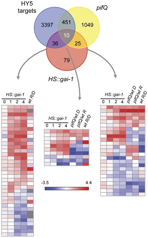 Venn Diagram Of Microarray Data From Hsgai 1 Hy5 Targets 30 And