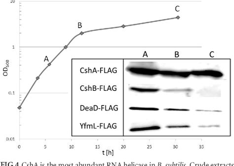 Figure 2 From Dead Box Rna Helicases In Bacillus Subtilis Have Multiple