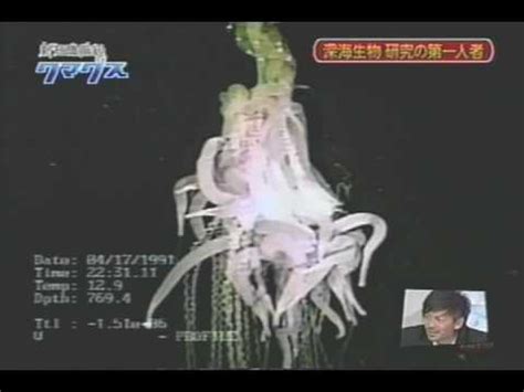 Siphonophore - YouTube