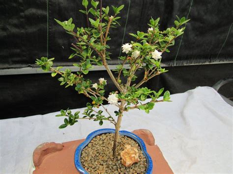 Flowering Serissa Snow Rose Bonsai Tree