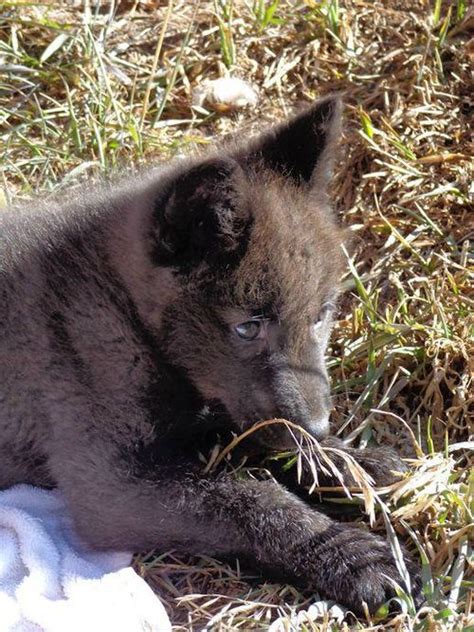 Colorado Wolf and Wildlife Center - ZooBorns