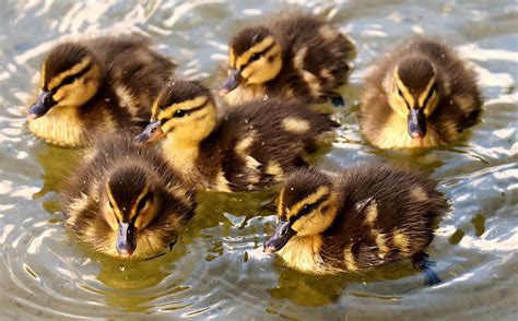 Mallard Chicks Baby Free Photo On Pixabay