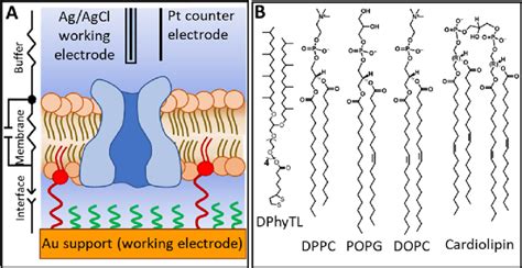 A Schematic Of A Sparsely Tethered Lipid Bilayer On A Gold Support