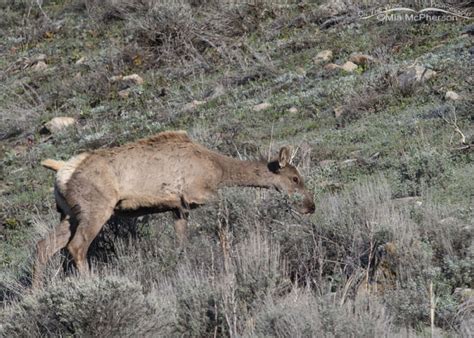 Shedding Elk High In The Wasatch Mountains Mia McPherson S On The