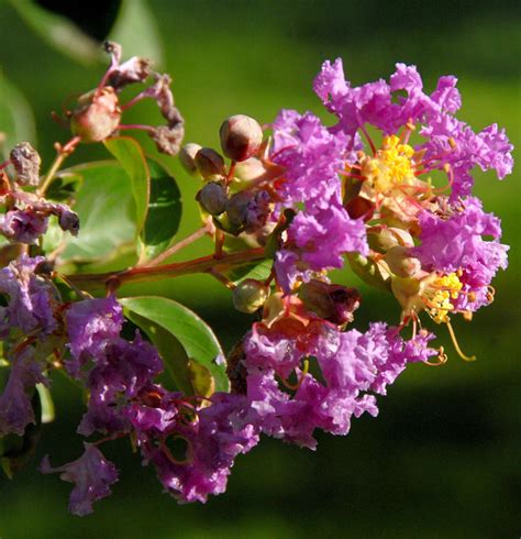 Chinesische Kräuselmyrte Purple Star 40 60cm Lagerstroemia indica