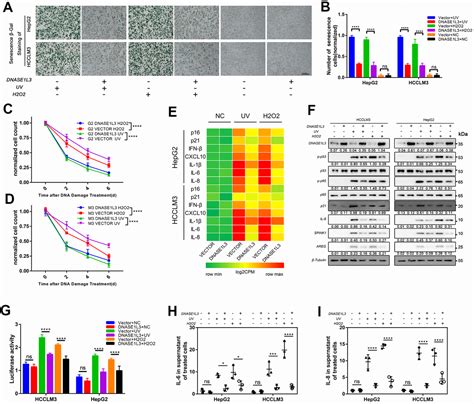 DNASE1L3 Arrests Tumor Angiogenesis By Impairing The Senescence