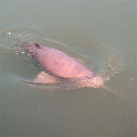 Indus river dolphin - Whale and Dolphin Conservation