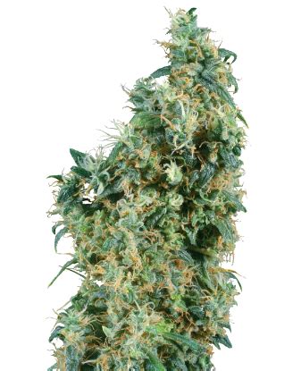 Fruity Juice Regular Seeds Sensi Seeds