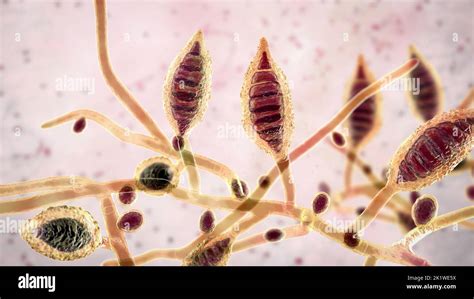 Microsporum canis fungus, illustration Stock Photo - Alamy