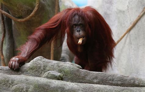 Orangutan Smoking A Cuban Cigar Photograph by Jerome Lynch