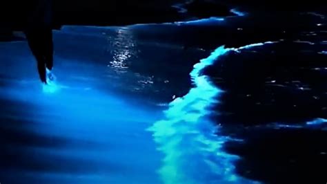 Bioluminescent Algae Makes The Ocean Glow Blue