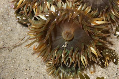 Aggregating Anemone Anthopleura Elegantissima White Light C Charles