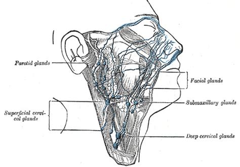 Anatomy Lymphatic System Statpearls Ncbi Bookshelf