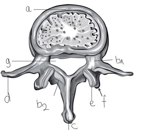 Anatomie Block 3 Karteikarten Quizlet