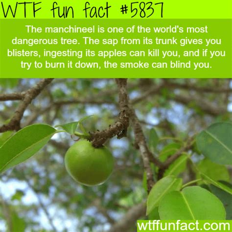 The Manchineel Tree Wtf Fun Facts