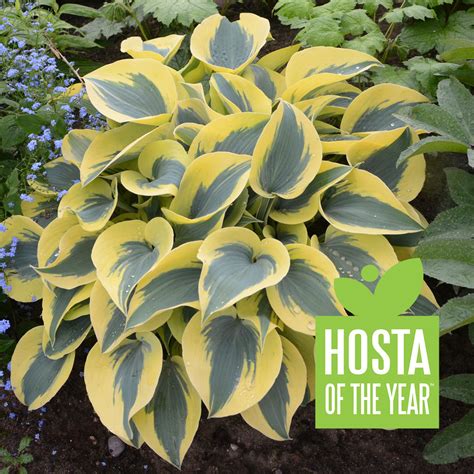 Shadowland® Autumn Frost Hosta | Plant Addicts