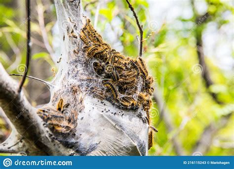 A Large Oak Processionary Moth Nest In Procession On An Oak Tree Stock