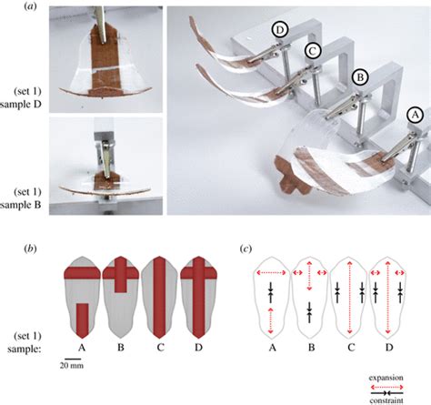 D Pine Scale Biomimetic D Printed Autonomous Scale And Flap