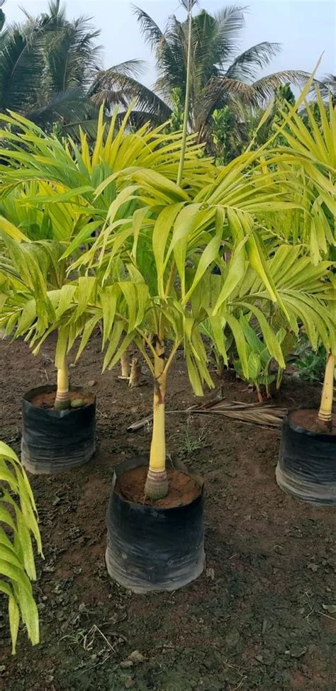 Green Veitchia Merrillii Golden Palm Tree For Garden At Rs In