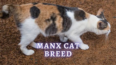 All About the Manx Cat Breed