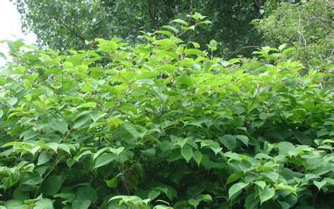 Five Useful Japanese Knotweed Top Tips The Lk Group