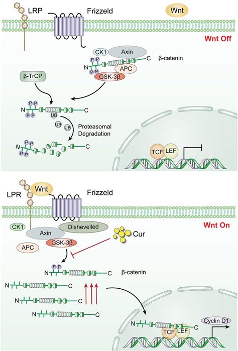 Scheme Illustrating The Role Of Curcumin In The Proliferation Of Adult