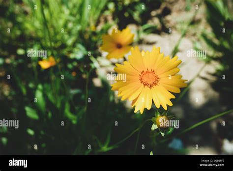 Coreopsis Lanceolate High Resolution Stock Photography And Images Alamy