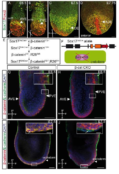 Conditional knockout CKO of β catenin in the Sox17 endoderm lineage