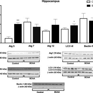 Effects Of Branched Chain Amino Acids BCAA On Autophagy Markers In