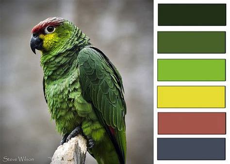 Color Palette Of The Week Green Parrot Color Palette Palette Color