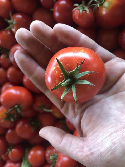 Latah Tomato High Desert Seed Gardens