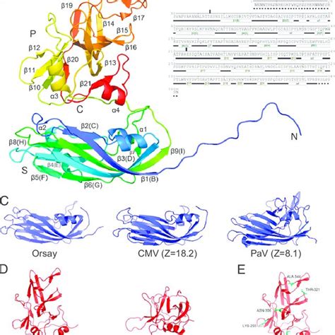 Structure of the Orsay capsid protein. (A) One CP molecule (subunit A ...