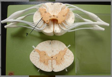 Spinal Cord Segment Diagram Quizlet