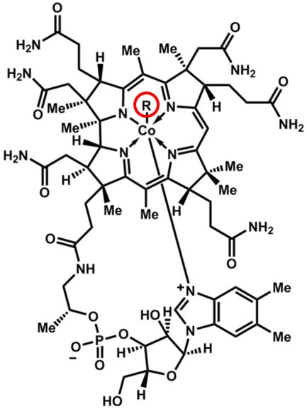 Cobalamin Structure