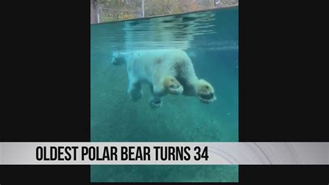 Oldest Polar Bear Youtube