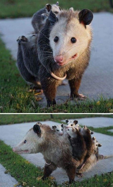 Pin Di Opossums 🦡🦡🦡