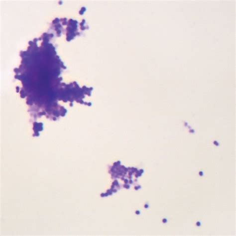 Merlan Scientific | Staphylococcus epidermidis, w.m. Microscope Slide