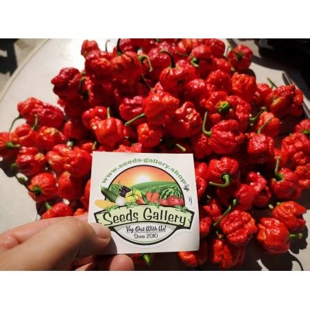 Trinidad Moruga Scorpion Seeds Worlds Hottest - Price €1.95