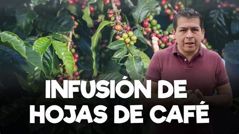 Beneficios De La Infusion De Hojas De Cafe Youtube