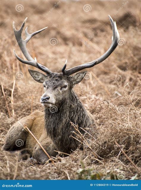 Red Deer Stag In Richmond Park Landscape During The Rutting Seas Stock