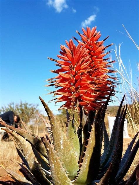 Best Flowering Succulents To Grow Indoors And Outdoors Flowering