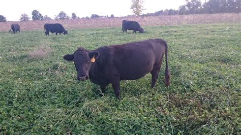 Cattle/Dexter Cattle | Lewis Family Farm