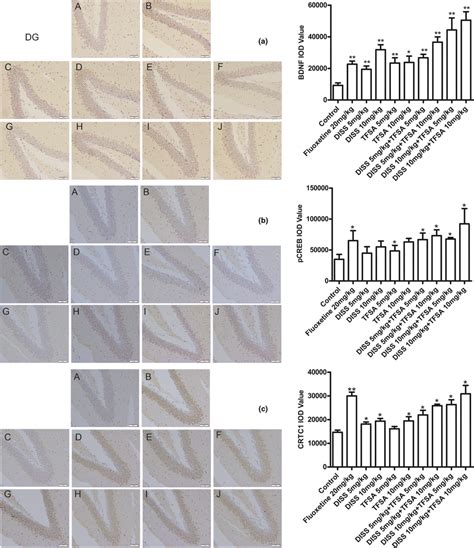 Effects Of Diss And Tfsa On The Expression Of Crtc Bdnf And Pcreb